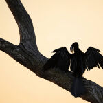 A preen and a chat by Murray McEachern Highly Commended