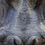 Hippo by Murray McEachern Highly Commended