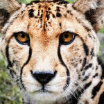 I'm looking at you by Murray McEachern Highly Commended