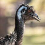 Ragamuffin by Murray McEachern