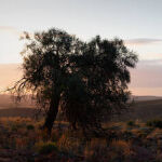 End of the Day by Judy McEachern 3rd Place
