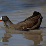 Nest Gathering by Judy McEachern