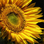 Sunflower by Judy McEachern