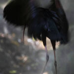Glossy Ibis Having a Steambath by Judy McEachern