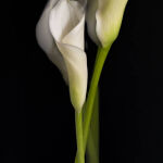 Lily Love by Anne Carroll  1st Place