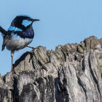 Birdy Bird by Frank Carroll 1st Place