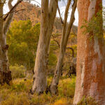 Near Parachilna Gorge by Frank Carroll