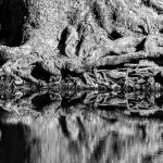 Anchored by Tree Roots by Betty Bibby 3rd Place