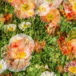 Poppies by Betty Bibby 2nd Place