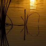 Reed Reflections by Betty Bibby 3rd Place
