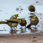 Feed Me, feed me by Betty Bibby
