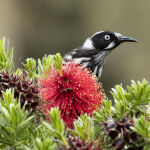 Honeyeater by Trevor Bibby