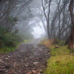 Track into the Fog by Trevor Bibby 3rd Place