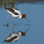Breakfast at Learmonth by Carol Hall 2nd Place