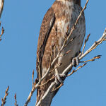 Brown Falcon by Carol Hall 1st Place