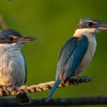 Sacred Kingfishers by Carol Hall