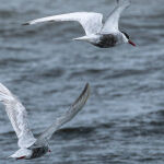 Whiskered Terns by Carol Hall