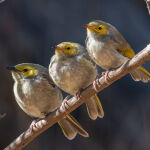White-plumed Honeyeater Family by Carol Hall 3rd Place