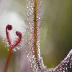 Jewels of the Sundew by Henrietta Camilleri Scored 13 and 3rd Place