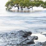 Mangrove Rocks by Judy McEachern Score of 10