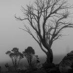 Snowgums in the Mist by Carol Hall Score of 10