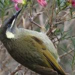 Lewin's Honeyeater by Anne Wilson Score of 13