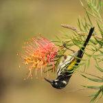 Honeyeater on Grevillea by Judy Mc Eachern Scored 9