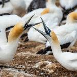 Gannets Greeting by Betty Bibby Scored 10