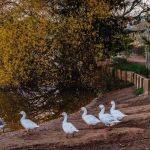 Goose Stepping by Steve Demeye 2nd Place