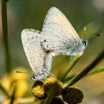 Mating Blue Butterflies by Betty Bibby 1st Place