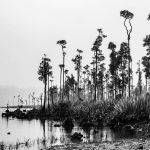 Tai Poutini National Park by Betty Bibby Highly Commended