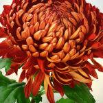 Chrysanthemum 2 by Kate Both Highly Commended