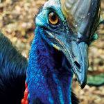 Cassowary by Jodie Lorimer 3rd Place