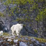 Two Goats by Murray Mc Eachern Scored 12