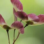 Japanese Maple Seed Pods by Judy Mc Eachern Scored 13