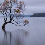 The Wanaka Tree by Judy Mc Eachern Scored 12