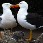 Pacific Gulls Courting by Carol Hall Scored 12