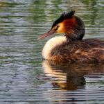 Great Crested Grebe drifting on the lake  by Mark Bevelander Scored 11