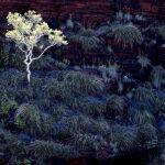 Lonely Tree by Vera Paulin