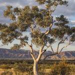 Albert Namatjiras Tree by Vera Paulin 3rd Place