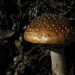 Weathered Mushroom by Murray McEachern