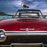 Coastal Sea Birds by Steve Demeye 1st Place