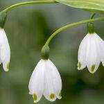 Trio of Bells by Janette Richards