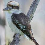 Young Kookaburra by Janette Richards