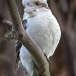 Kookaburra by Janette Richards