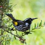 Thanks, Honeyeater by Betty Bibby