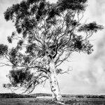 Standing Alone by Betty Bibby