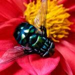 Hairy Maggott Blowfly by Betty Bibby