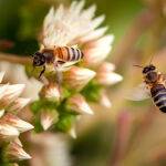Two Bees by Trevor Bibby
