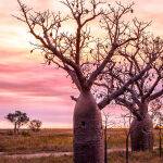 Boab Trees by Trevor Bibby